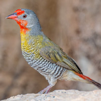 Green-winged Pytilia